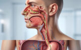 SIBO e Sinusite: A Ligação Oculta em Suplementos Corte anatômico: bactérias do nariz e boca são engolidas e se acumulam no intestino delgado, ilustrando o SIBO.