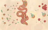 O Papel da Microbiota no Equilíbrio Intestinal: O que precisa de saber em Suplementos Ilustração do intestino humano com representação da microbiota intestinal, mostrando bactérias benéficas e prejudiciais, associada ao equilíbrio intestinal, disbiose e SIBO.