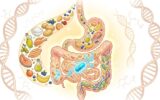 O Que Comer Durante o Tratamento do SIBO? em Notícias Ilustração do sistema digestivo com alimentos saudáveis descendo e um antibiótico no intestino delgado para tratamento.