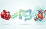 Urolitina A, Microbioma e SIBO: O Que a Romã Pode Revelar Sobre a Sua Saúde Intestinal e Cardíaca em Suplementos Diagrama ilustrando como as romãs promovem a saúde intestinal e, por consequência, protegem o coração e as artérias.