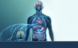 Como Ativar o Nervo Vago para Combater o SIBO e Reduzir a Inflamação em Causas Ilustração anatómica destacando o nervo vago luminoso a ligar o cérebro aos pulmões, coração e sistema digestivo.