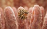 O Segredo da Microbiota Intestinal: Por Que Razão a Função Importa Mais do Que a Identidade Das Bactérias em Biblioteca Vilosidades intestinais rosa com uma bola de grãos de cereal flutuante liberando gotículas douradas de nutrientes.