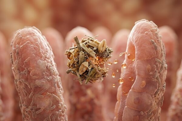 O Segredo da Microbiota Intestinal: Por Que Razão a Função Importa Mais do Que a Identidade Das Bactérias em Notícias Vilosidades intestinais rosa com uma bola de grãos de cereal flutuante liberando gotículas douradas de nutrientes.