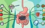 Dietas para SIBO: O Que Comer e Evitar em Tratamentos Comparação de alimentos permitidos e proibidos para dietas para SIBO e prevenir supercrescimento bacteriano.