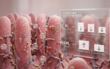 Sabia que o Tipo de SIBO Determina as Suas Deficiências Nutricionais? em Causas Ilustração 3D do intestino mostrando a relação entre os tipos de SIBO e deficiências nutricionais.