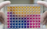 SIBO Recorrente e de Difícil Tratamento: A Causa Pode Ser o Biofilme em Notícias Close-up de mãos enluvadas segurando uma placa de microtitulação com líquidos coloridos organizados em zonas.