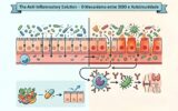 The Anti-Inflammatory Solution – O Mecanismo entre SIBO e Autoimunidade em Notícias Diagrama do mecanismo SIBO-autoimunidade: intestino permeável causa mimetismo molecular e ataque a tecidos do corpo.